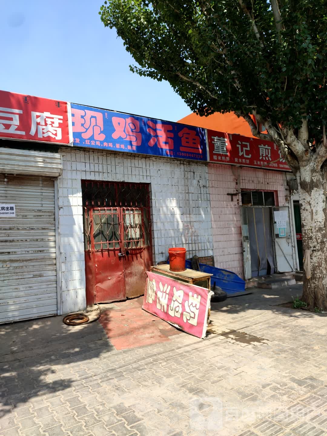 现鸡活鱼