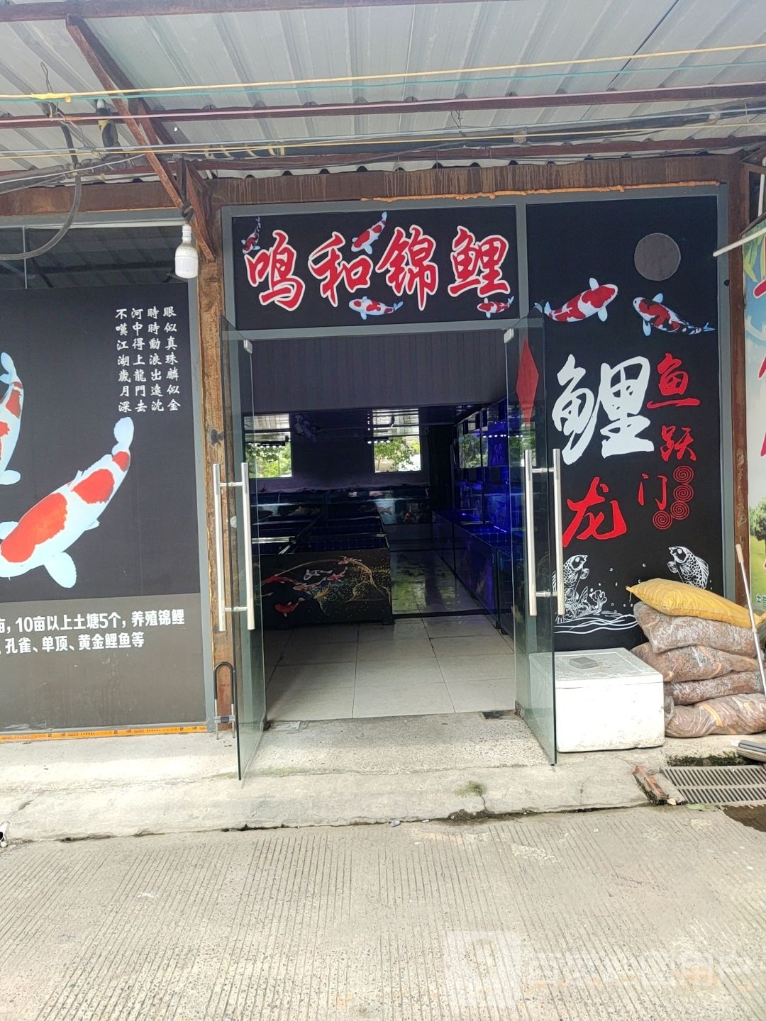 鸣和锦鲤(高潮水族批发市场店)