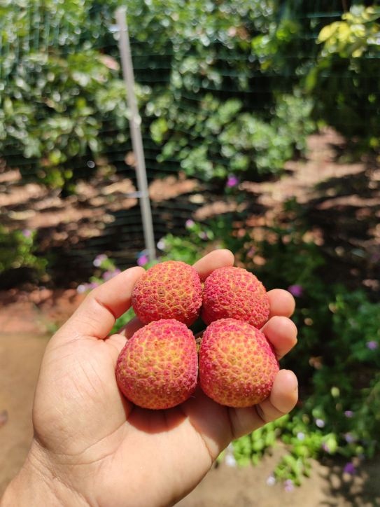 侯臣荔枝观光采摘园