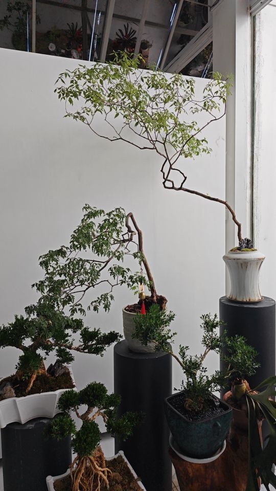 安与雷(三亚鹿城花卉市场店)