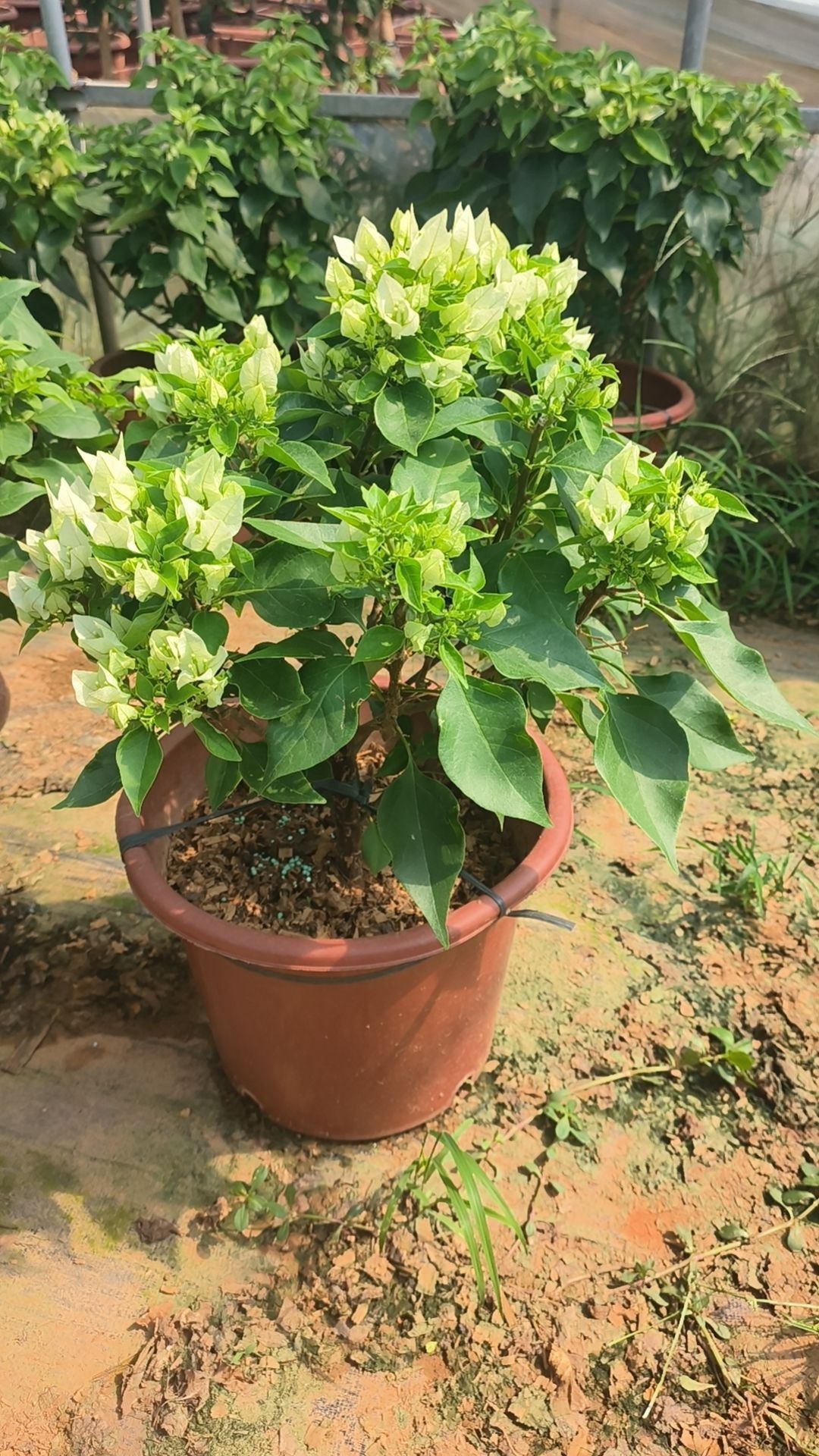 安泥花卉绿植。服务部