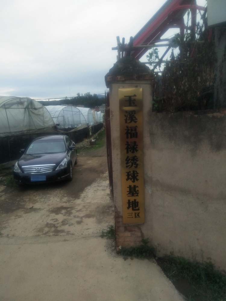 玉溪福禄绣球基地3区