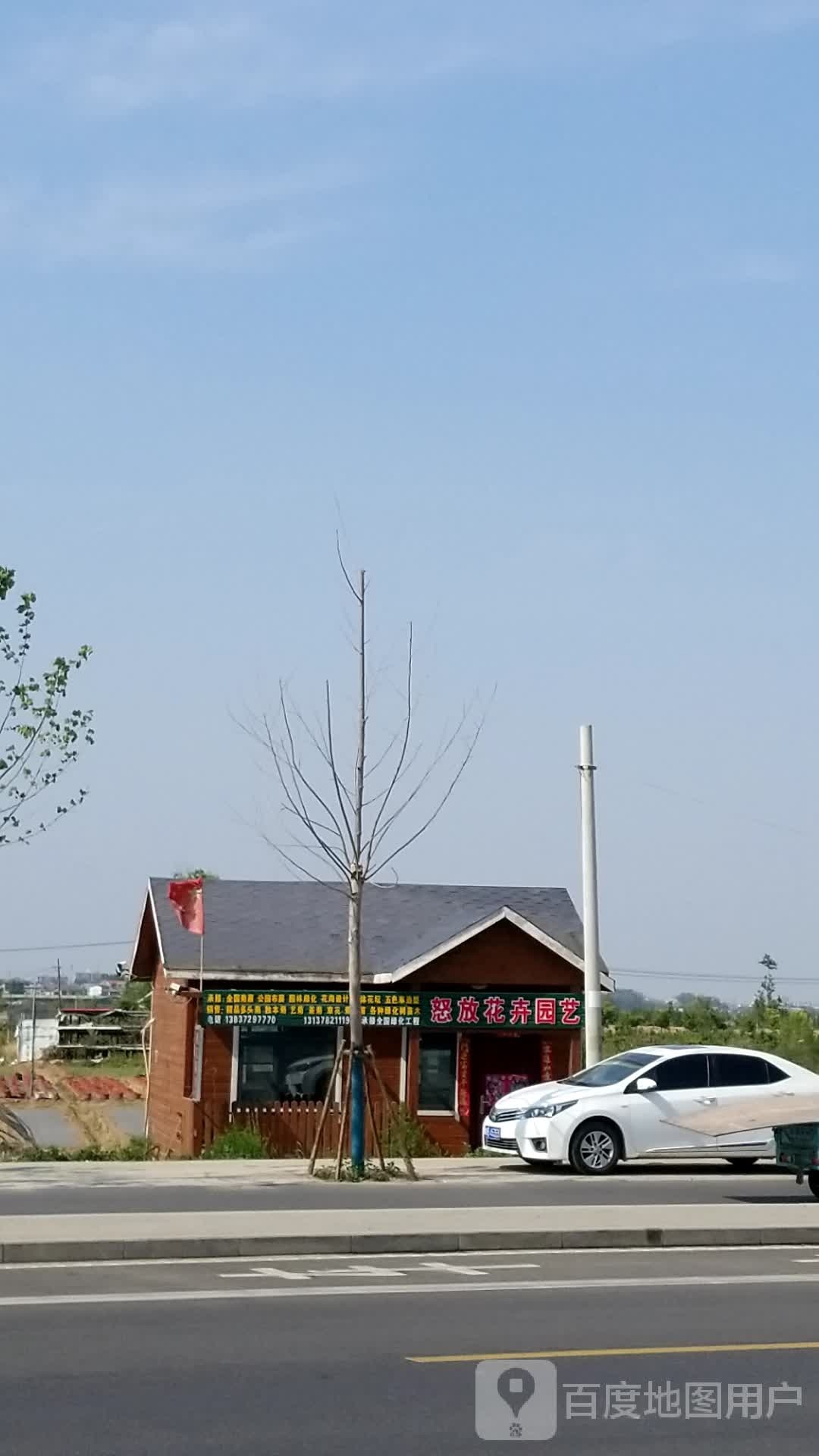 怒放菊花园艺