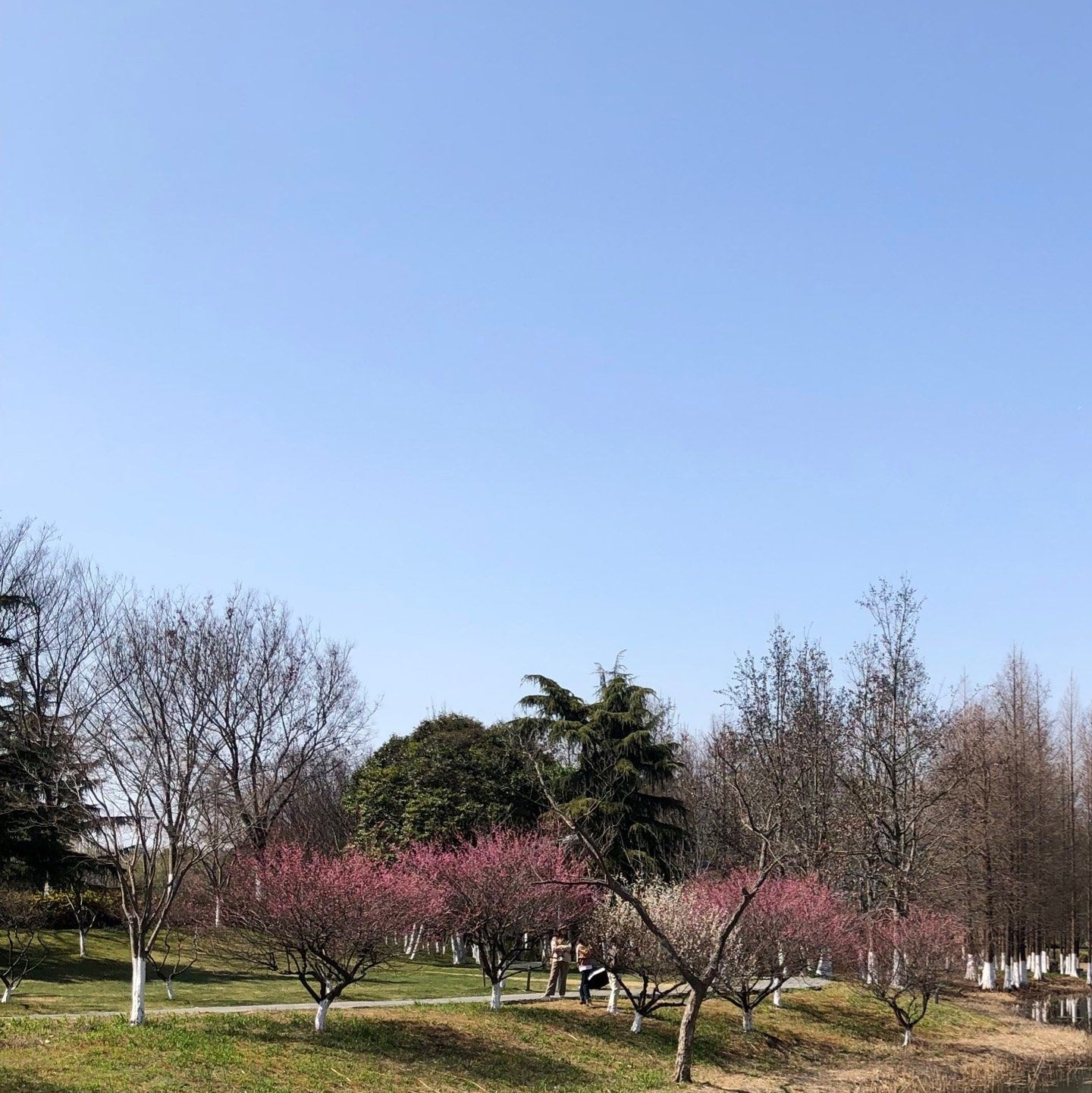 巴城生态湿地公园