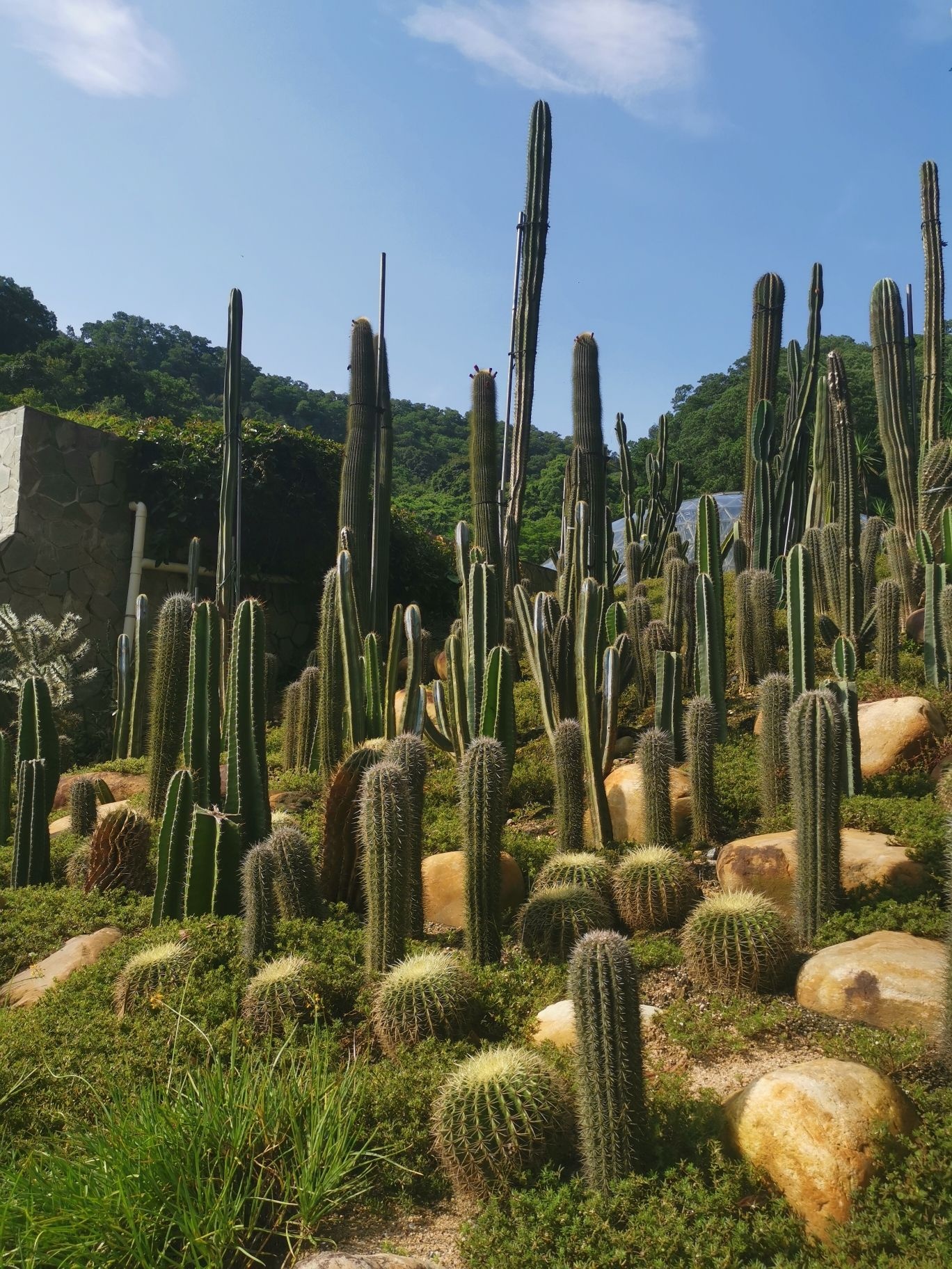 仙人掌与多肉园