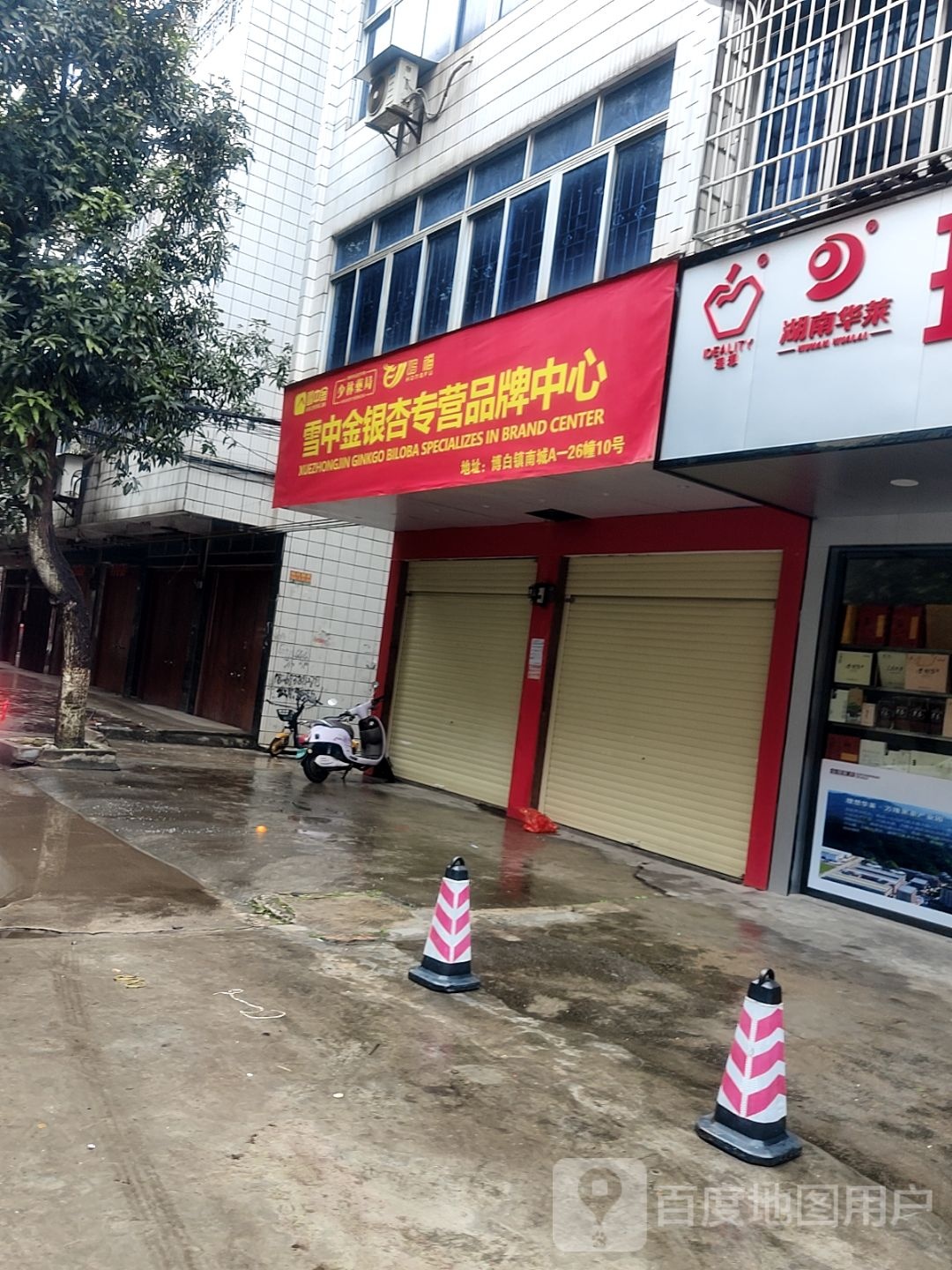 雪中金银杏专营品牌中心