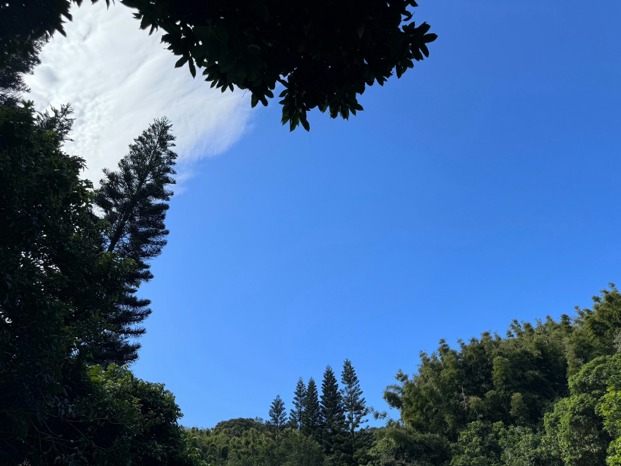 天鹿湖森林公园