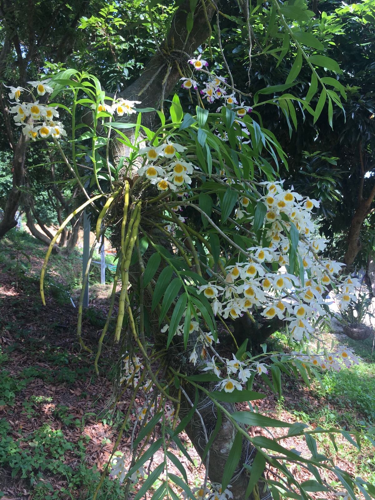 油米植物园