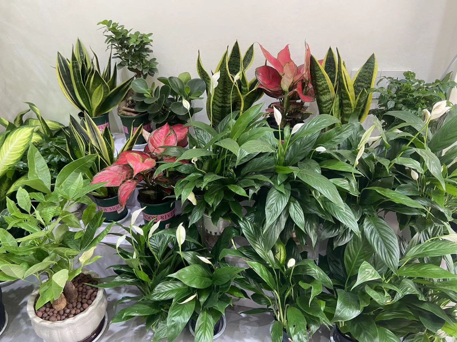 春木花艺