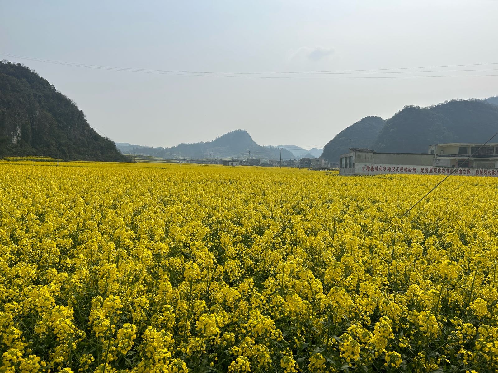 油菜花景区