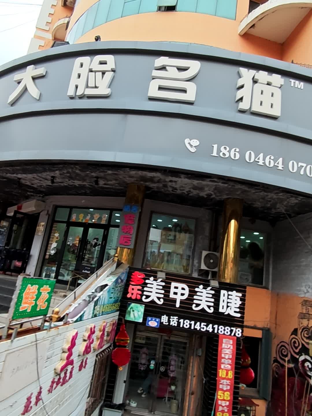 大脸名猫