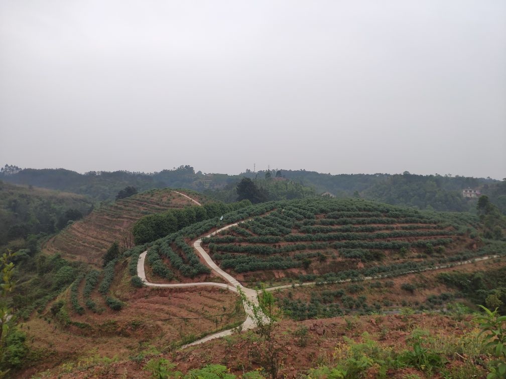 宜宾蓝莓采摘基地