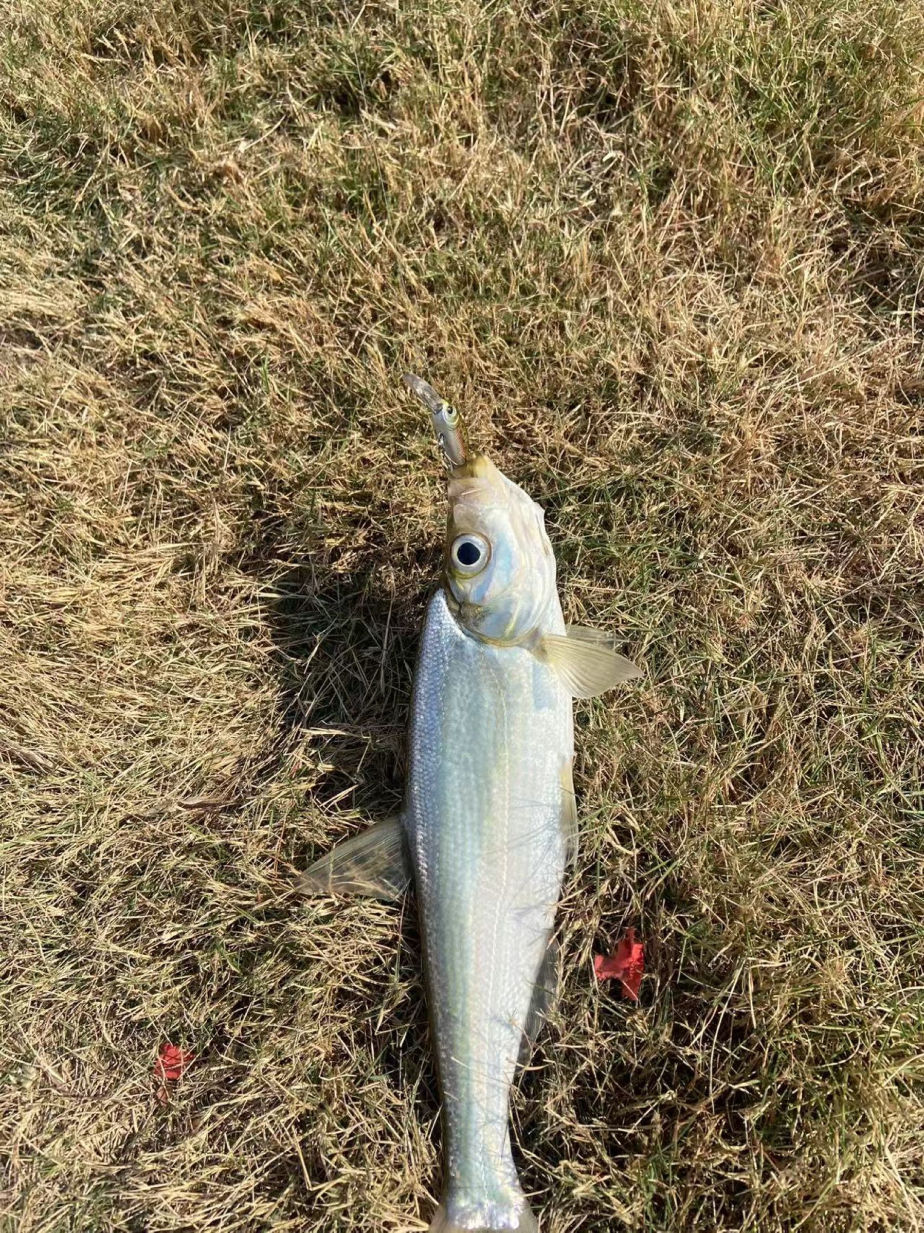 烂钓社路亚渔具店