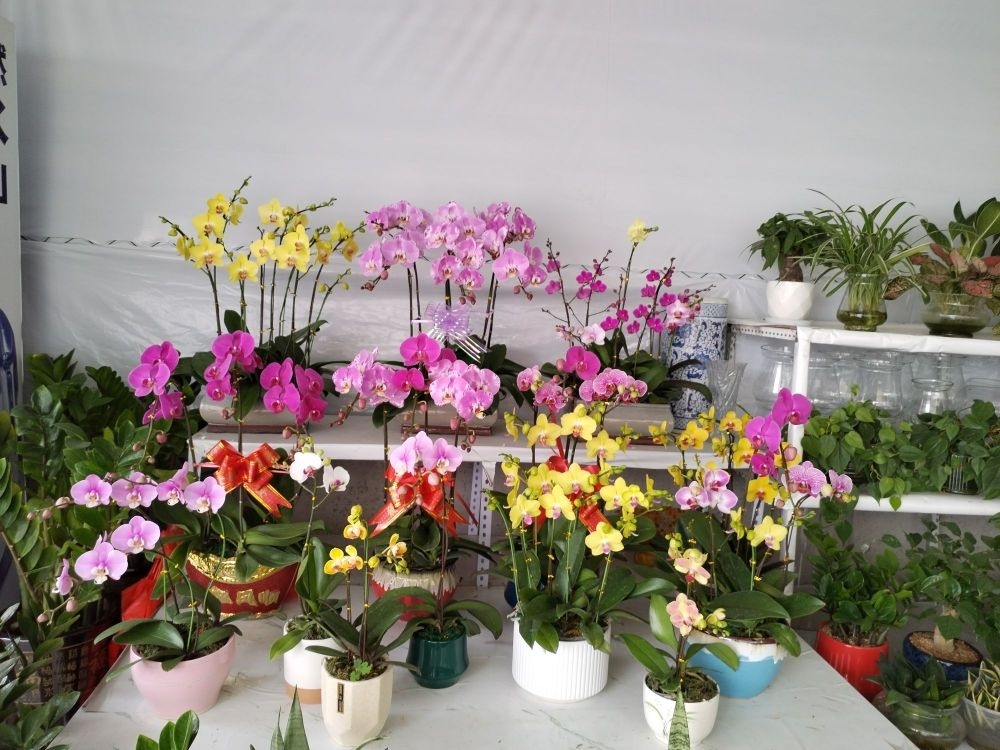 兰颜花卉(荷城花鸟世界)