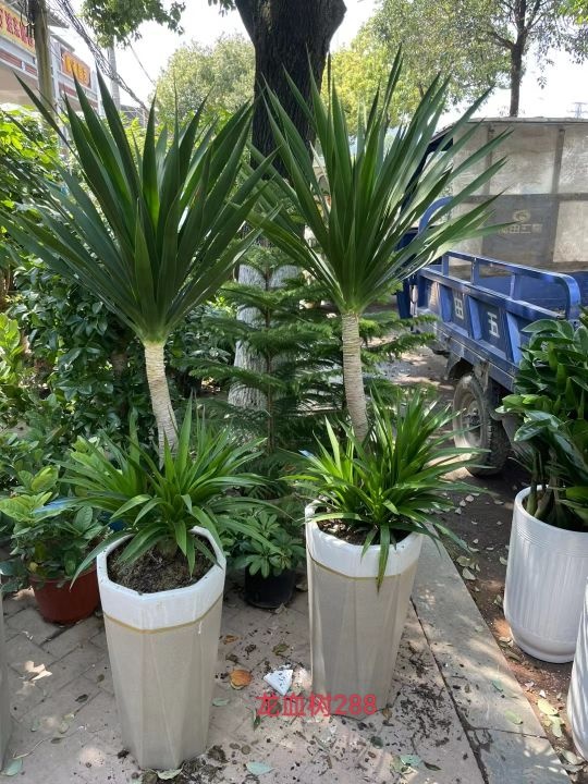 花屿鲜花绿植花店