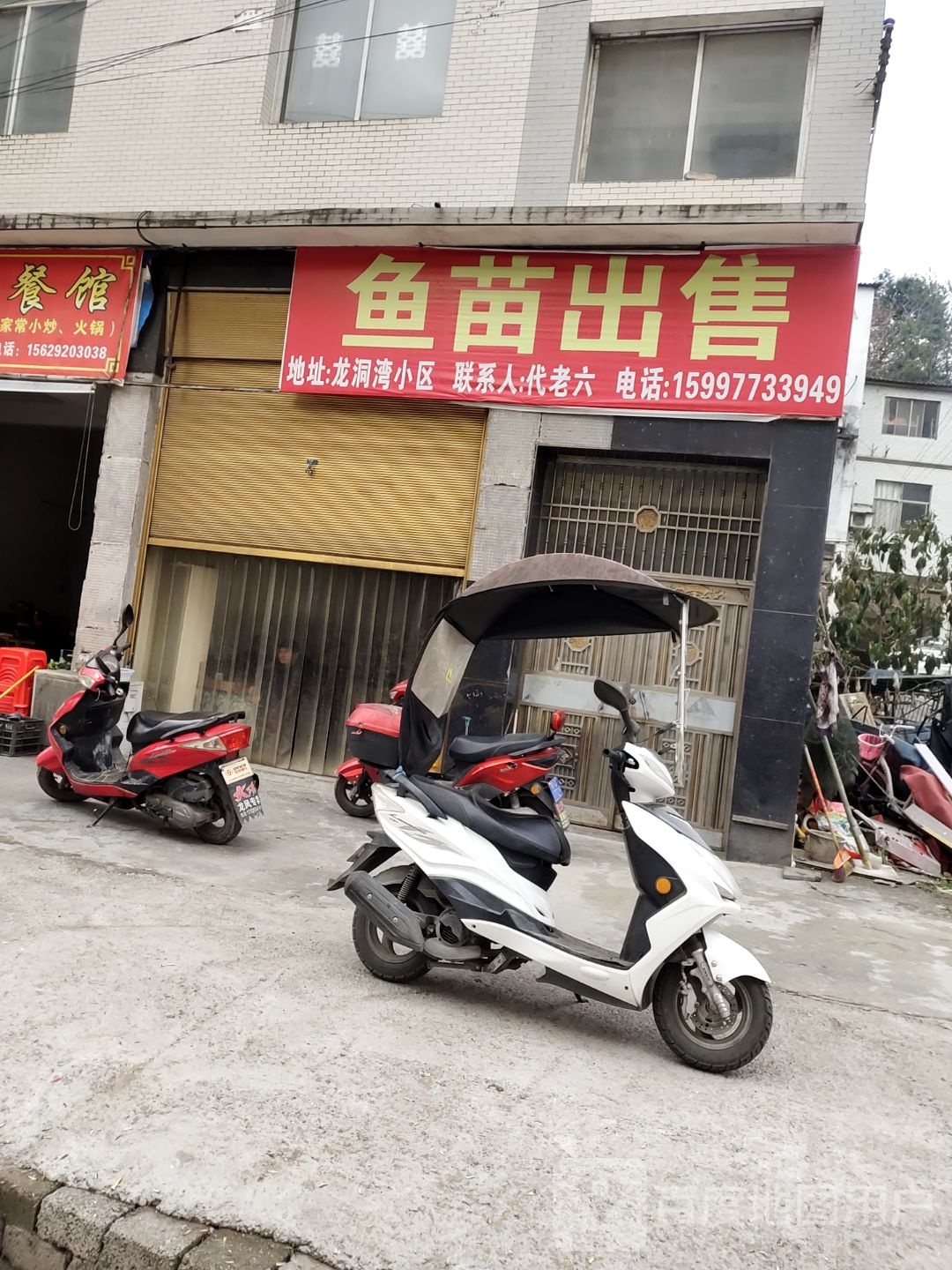 鱼苗出售