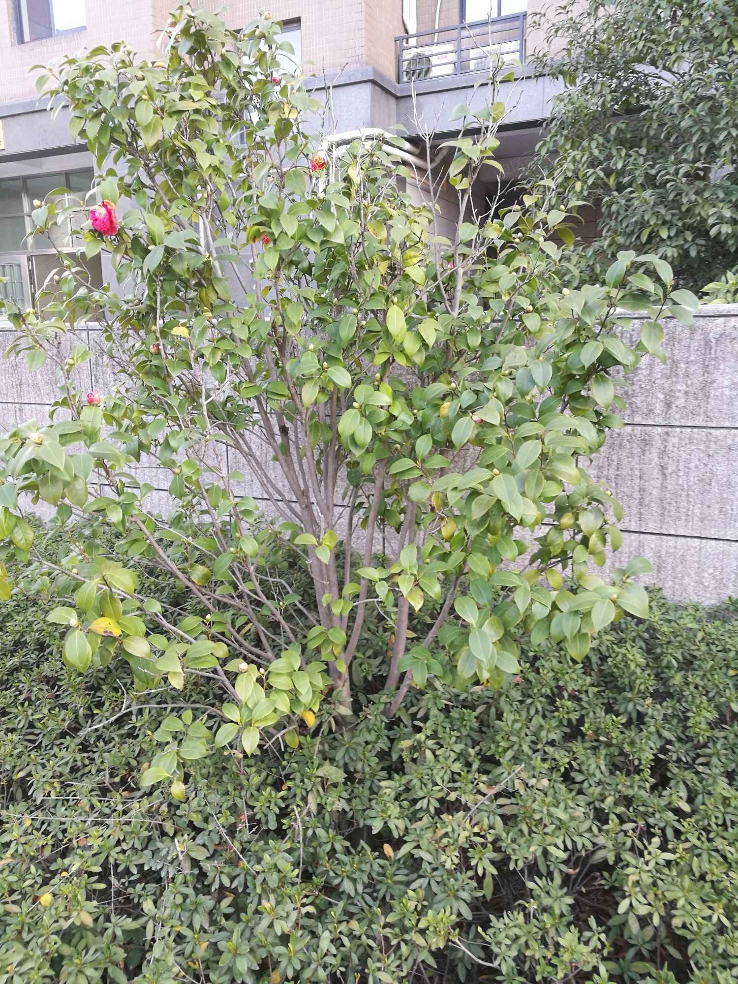 黄金海岸