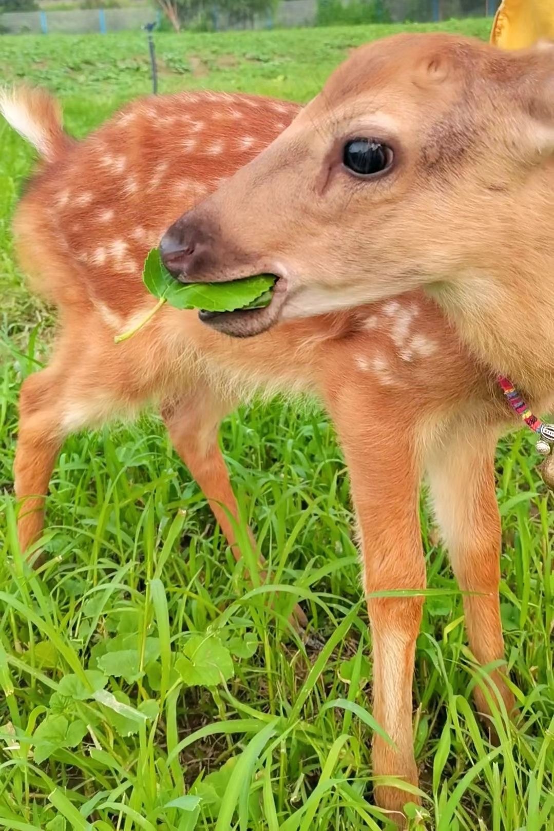 豌豆农庄