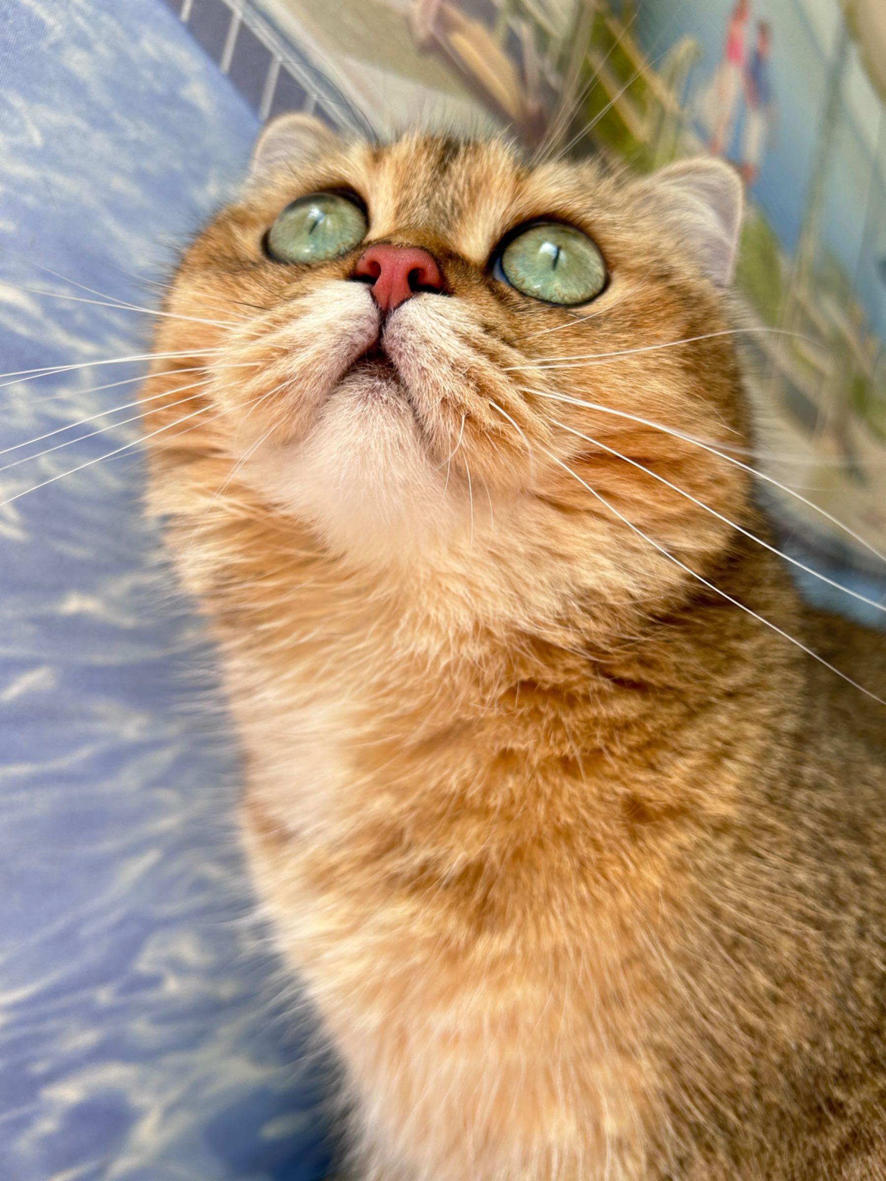 上海慕宠宠物医院·狂犬免疫点