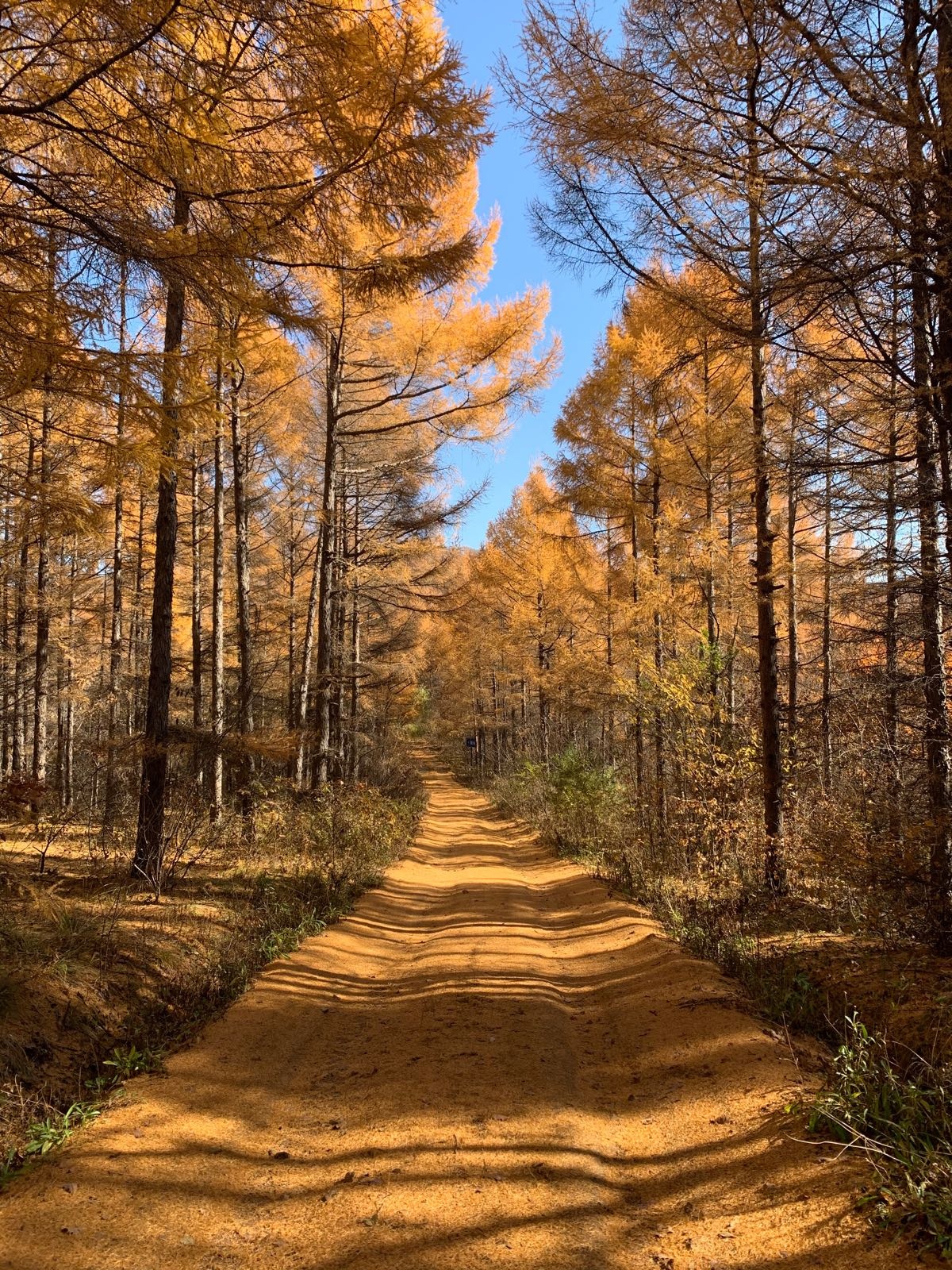 红叶岭森林公园