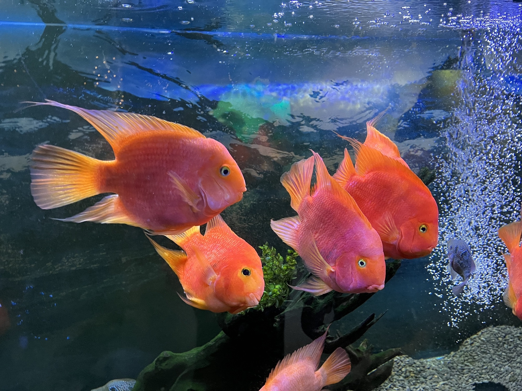 沙沙哗啦海洋馆(华宇百花谷店)