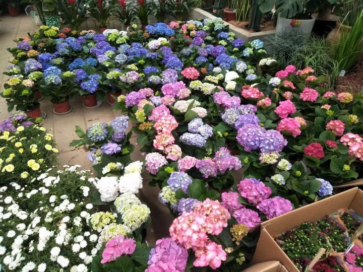 万千花语(卉丰源花鸟市场店)
