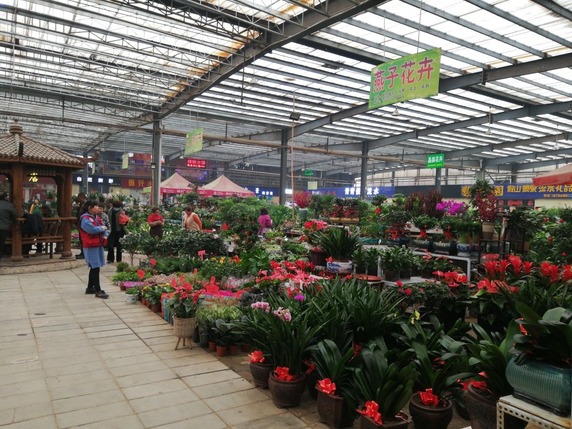 燕子花卉(泽尧商贸城店)