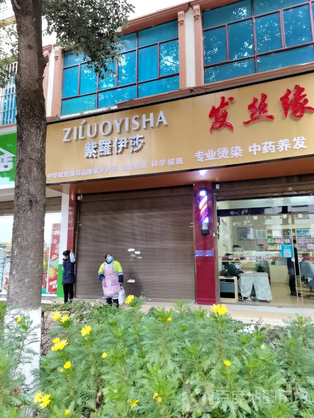 紫罗伊莎