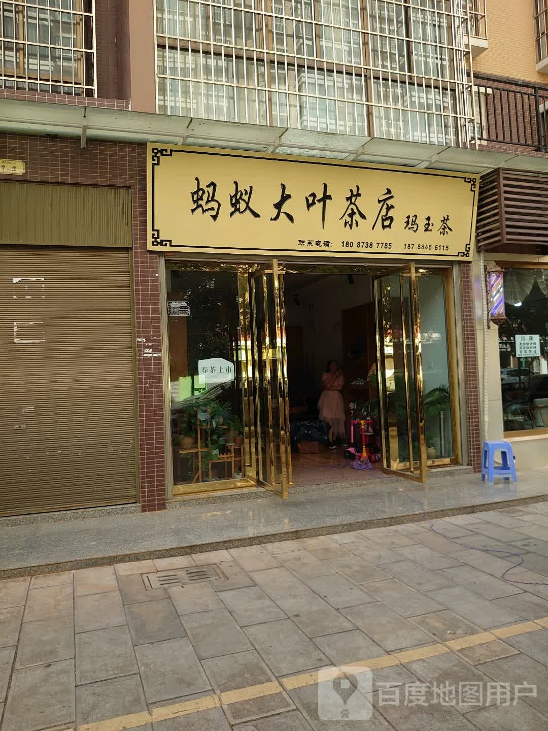 蚂蚁大叶茶