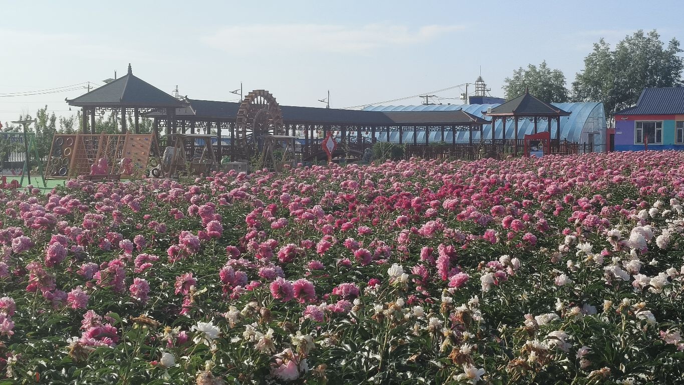 前郭县富贵花开牡丹园牡丹观赏园