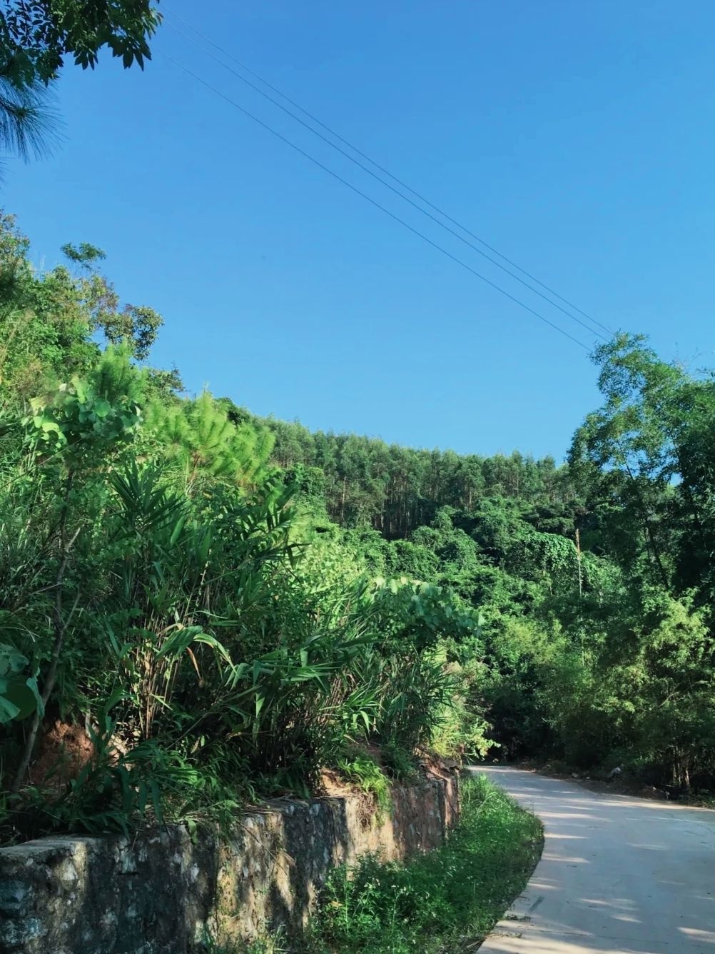 派阳山森林公园