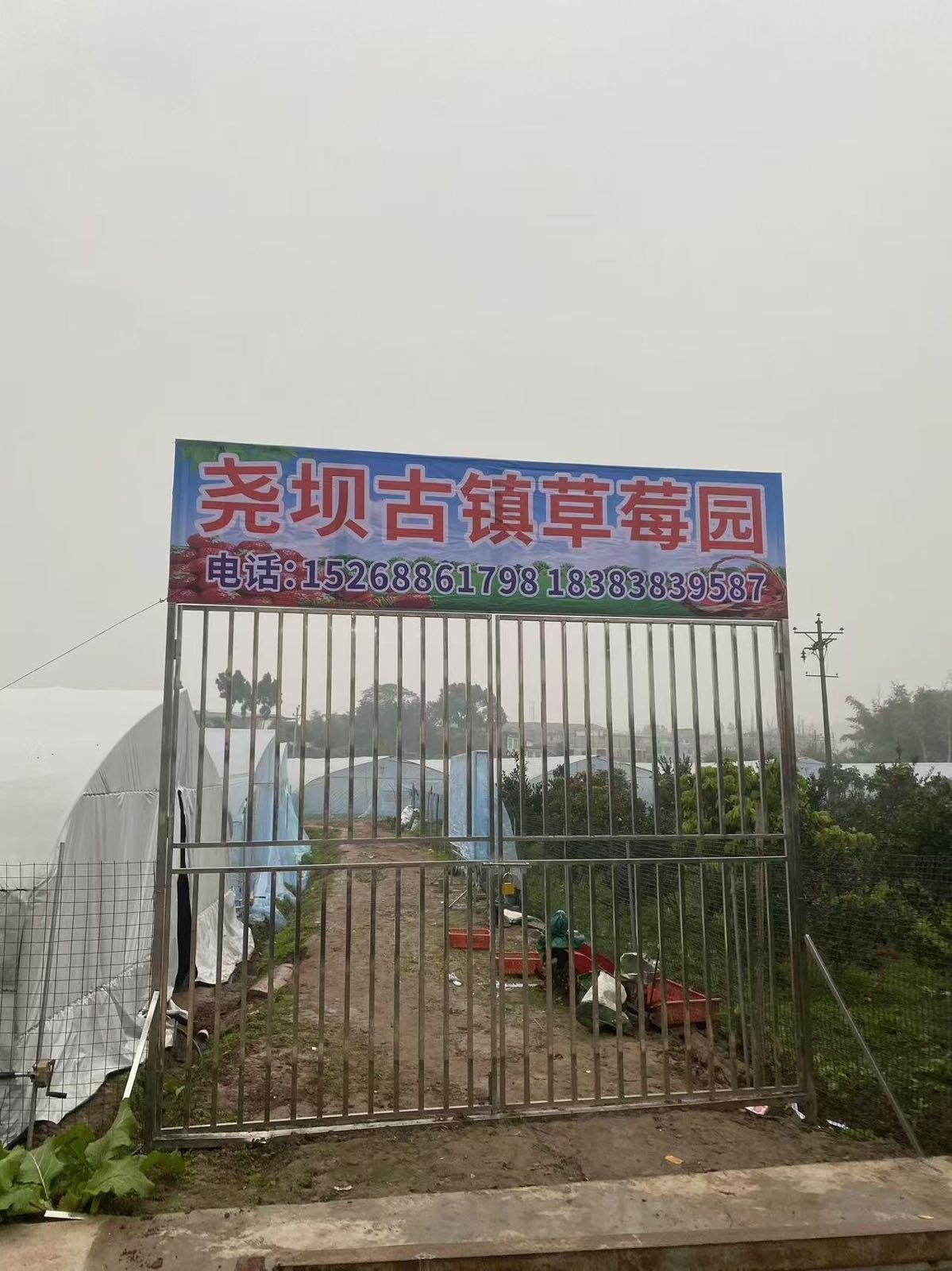 尧坝古镇草莓园