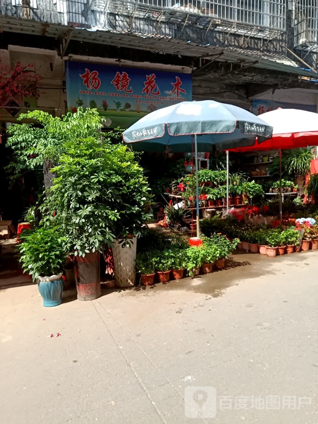 杨镜花木