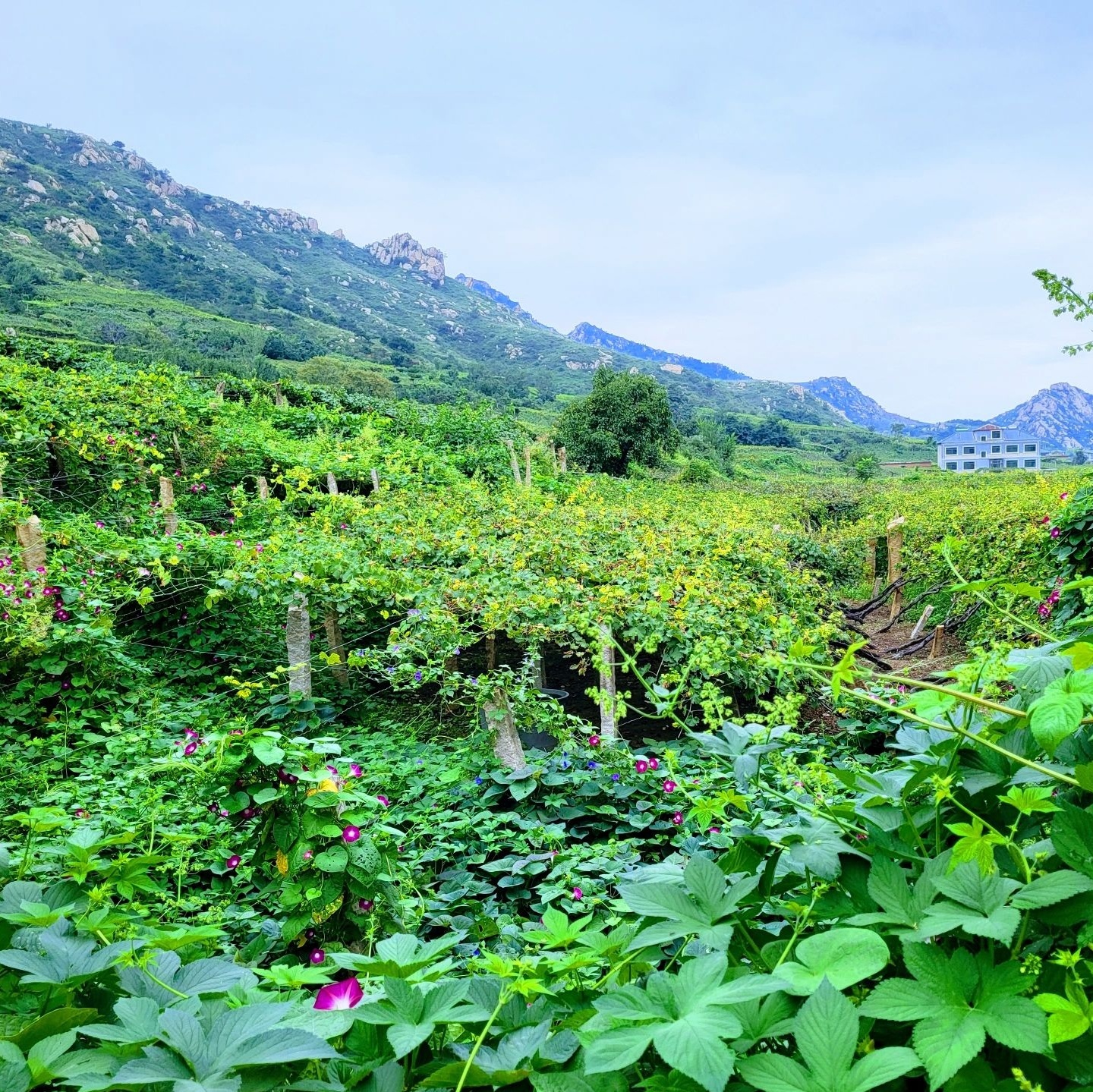 昌黎葡萄沟山风景区