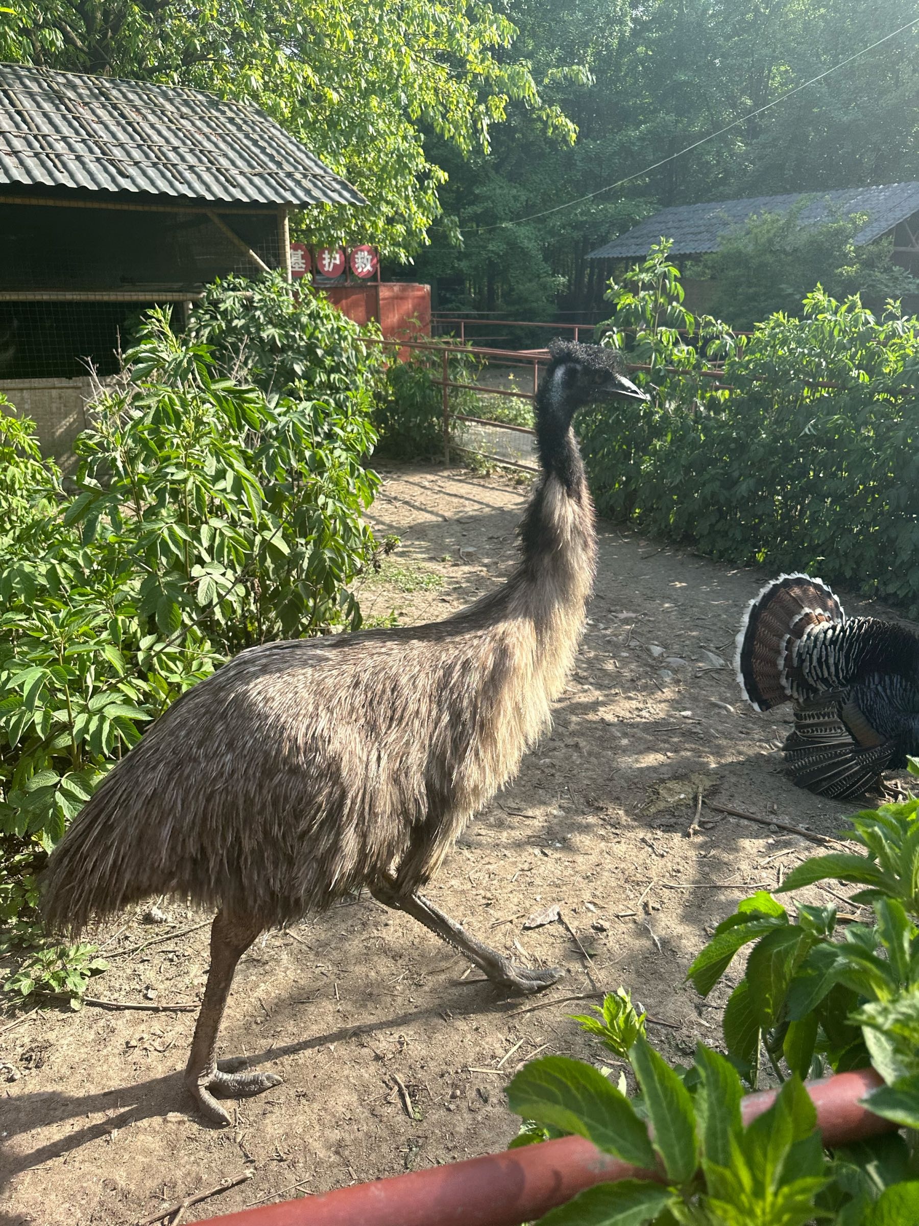 赞化园什邡国学动物园
