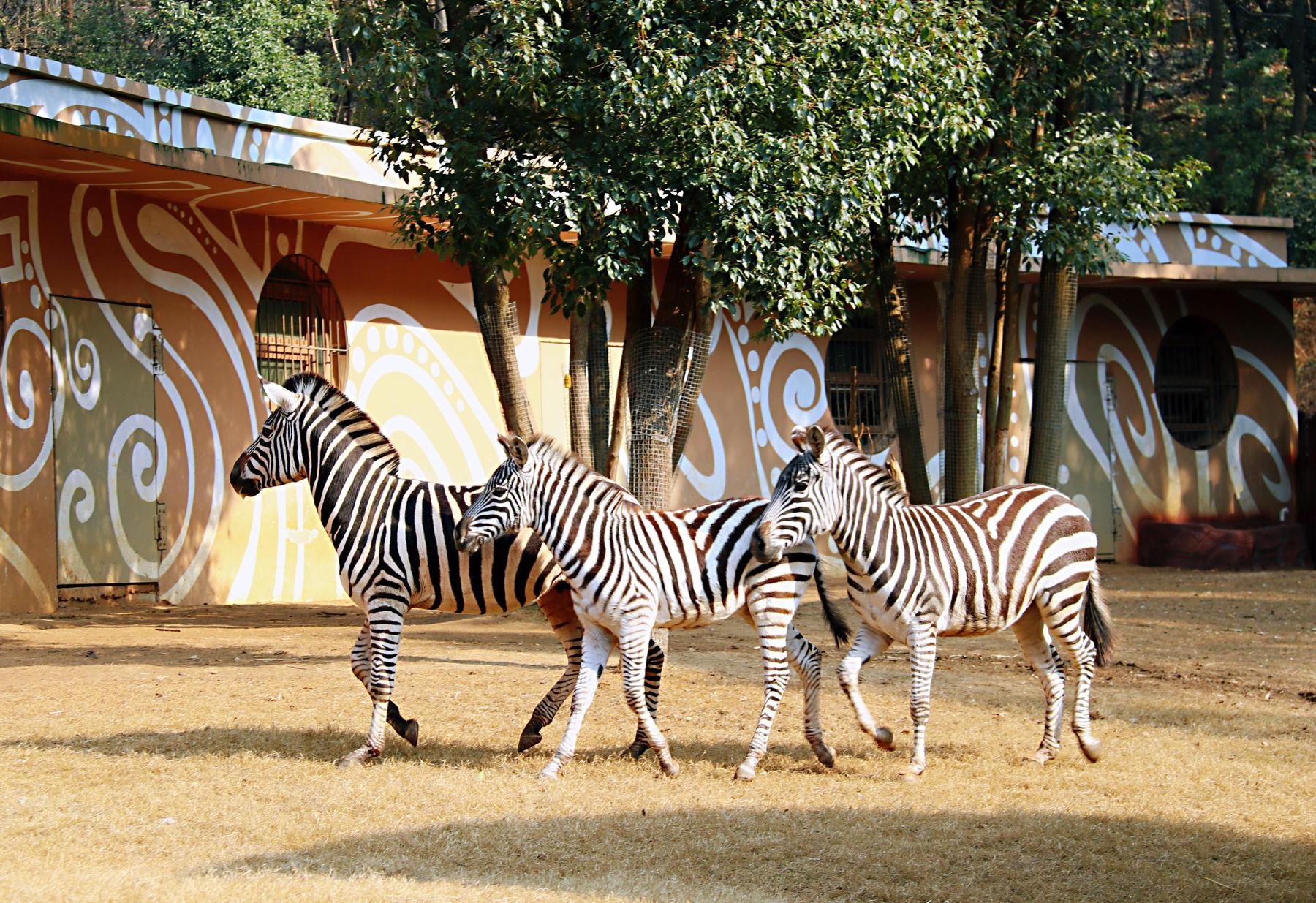 武汉野生动物王国