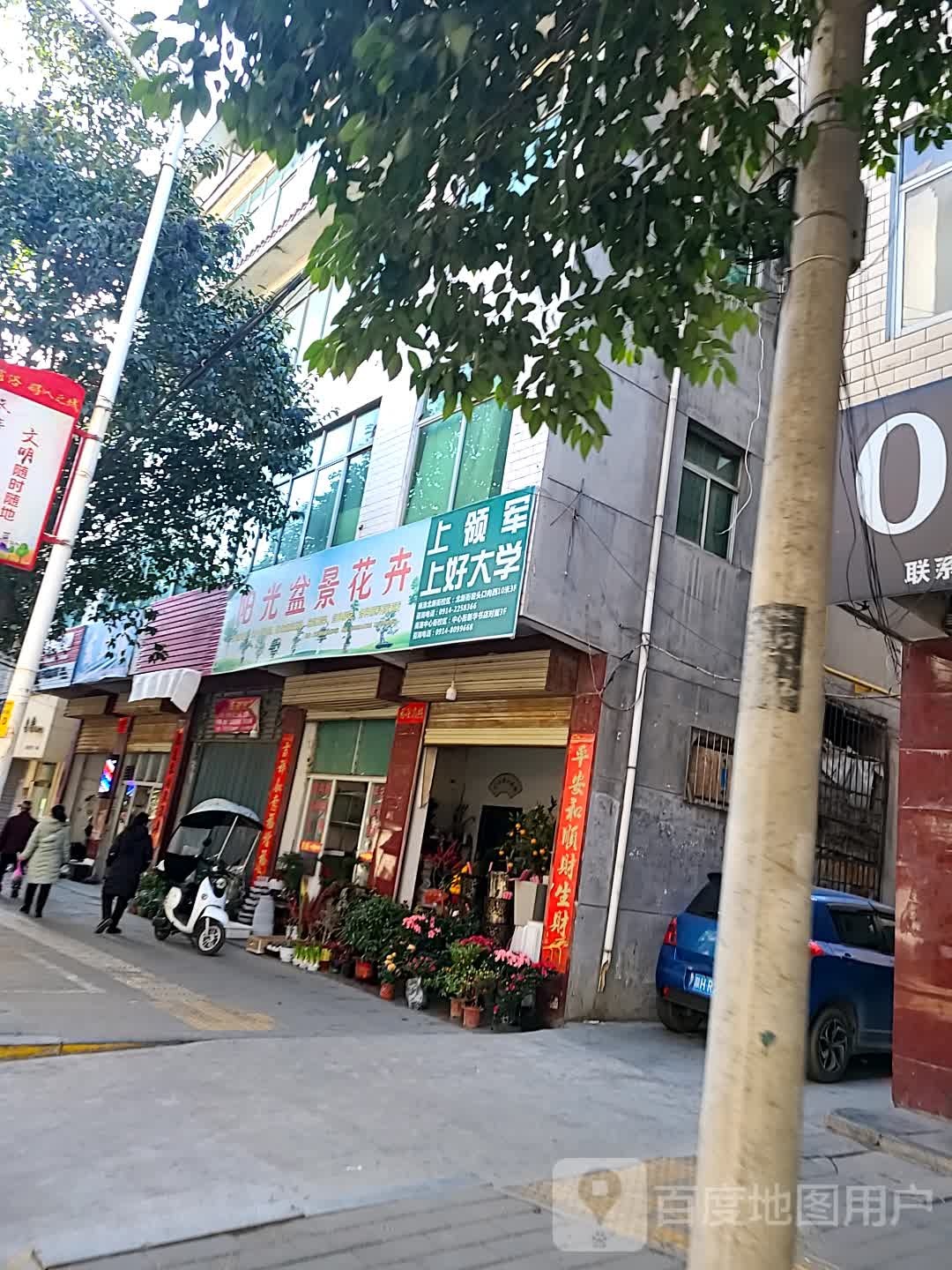 阳光盆景花卉