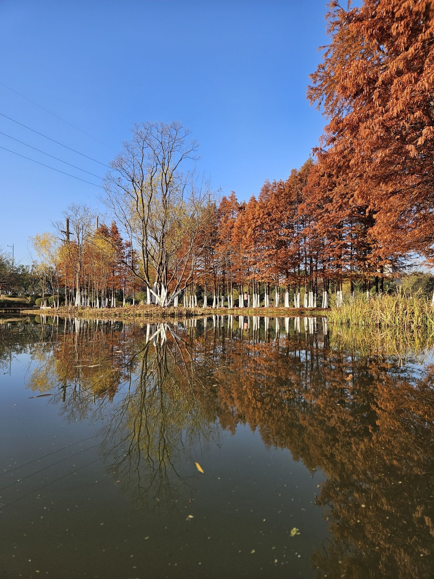 丁塘河湿地公园