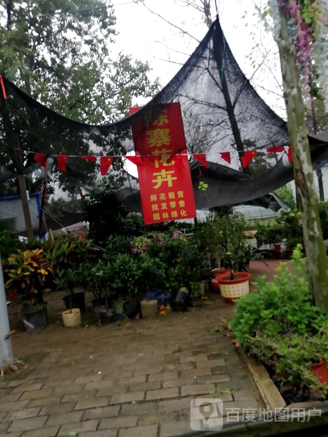 兰考陈寨花卉