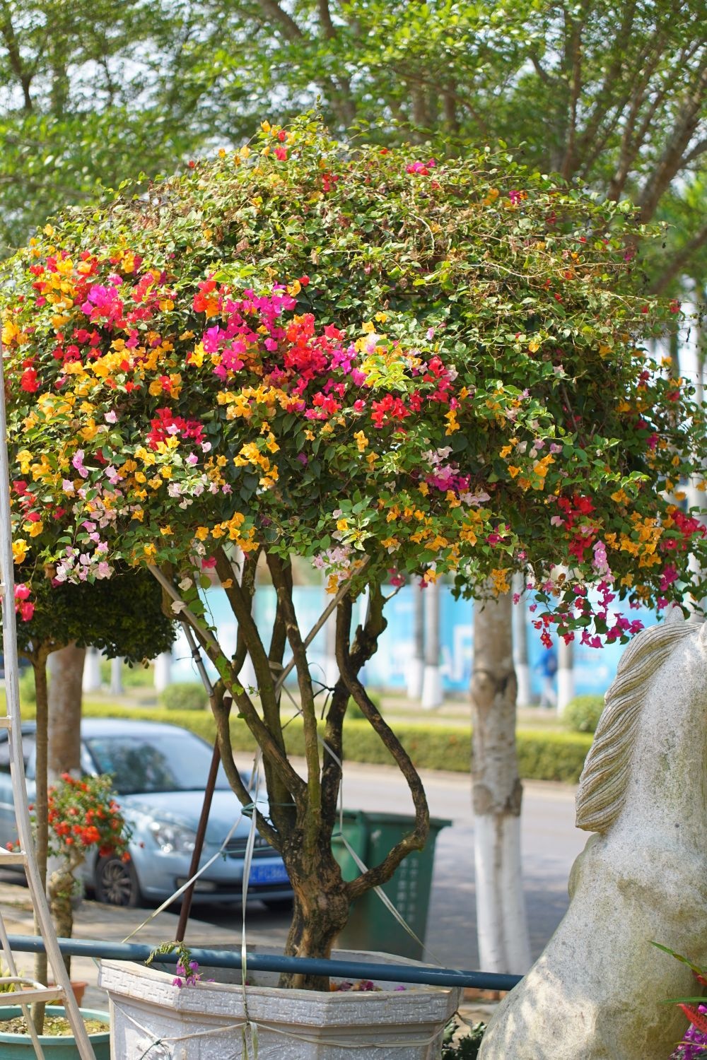 顺芯园林根雕(盆栽花店)