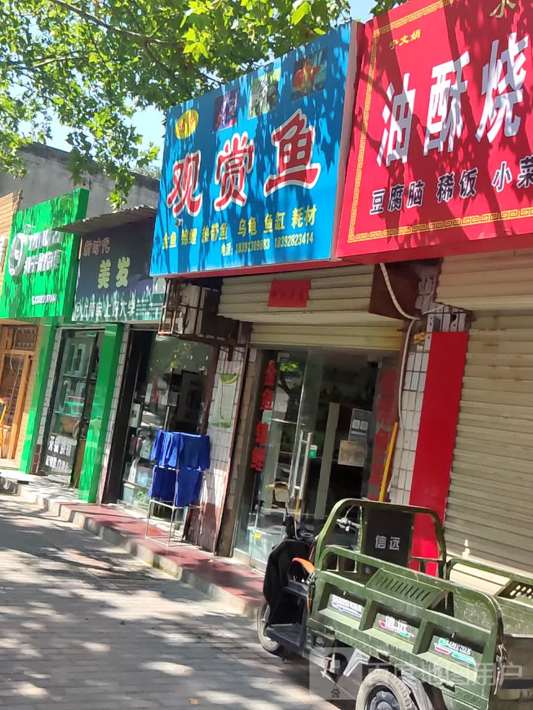 玛莎观赏鱼(华阴市南环路店)