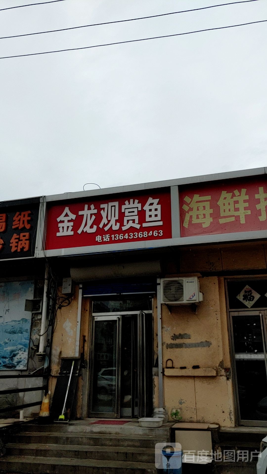 金龙观赏鱼
