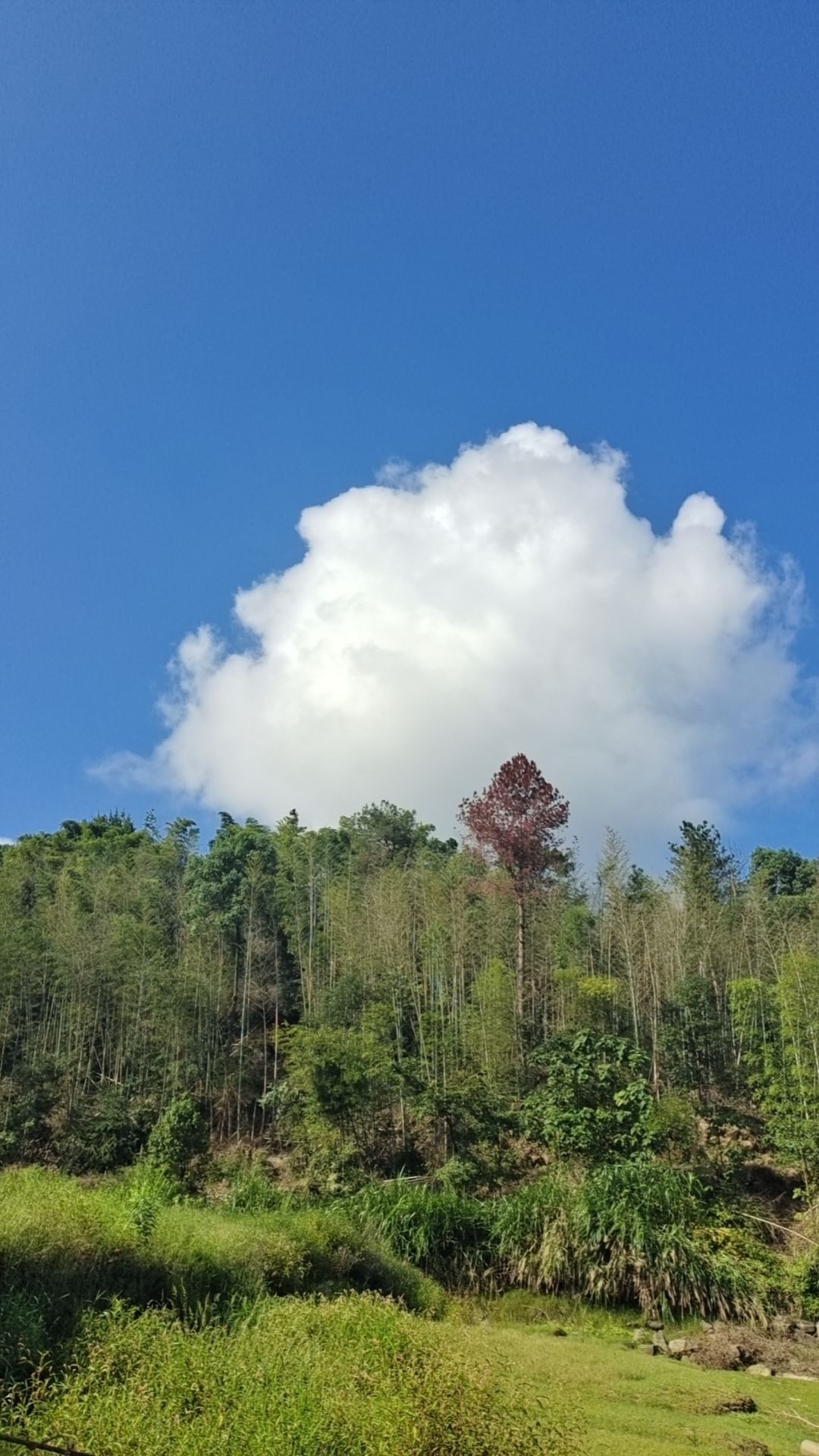 影珠山抗战遗址公园