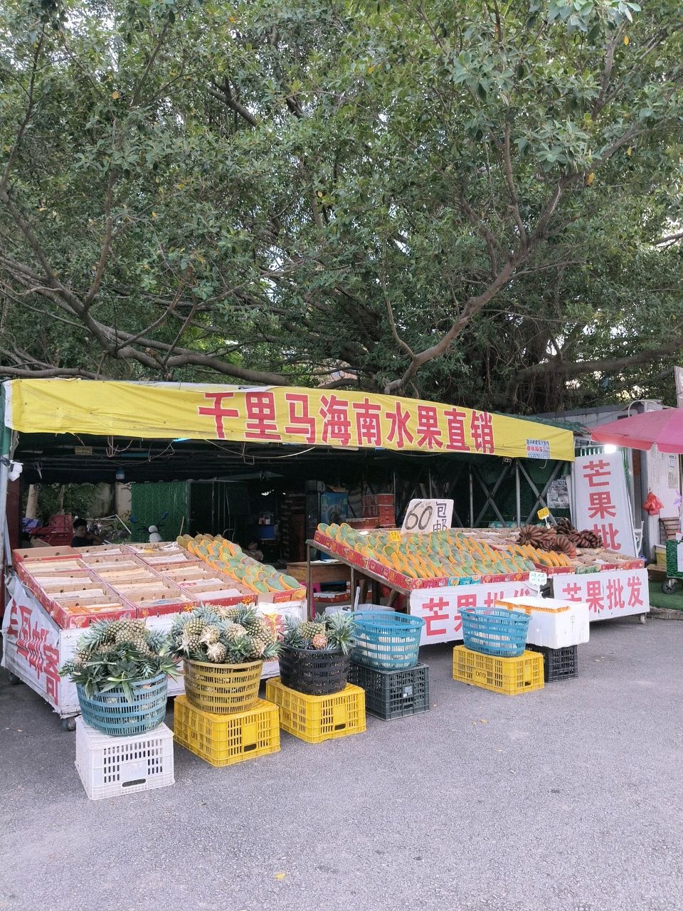 千里马海南水果直销点