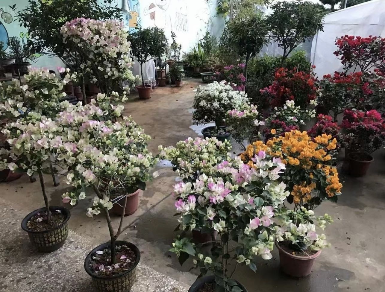 李五·三角梅园艺