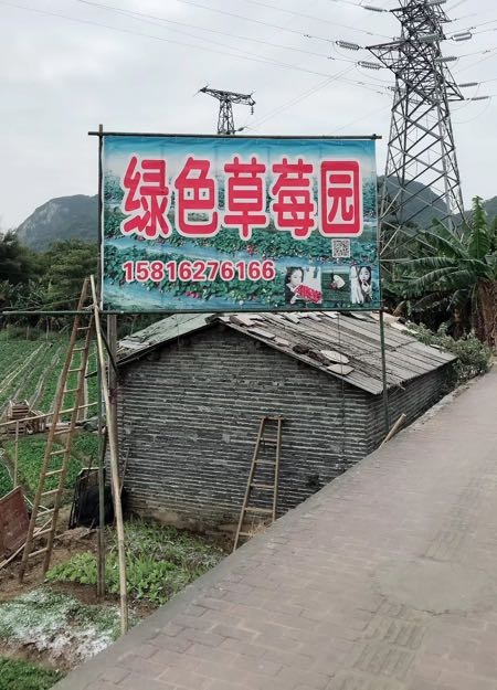 广东省清远市英德城西绿色草莓园