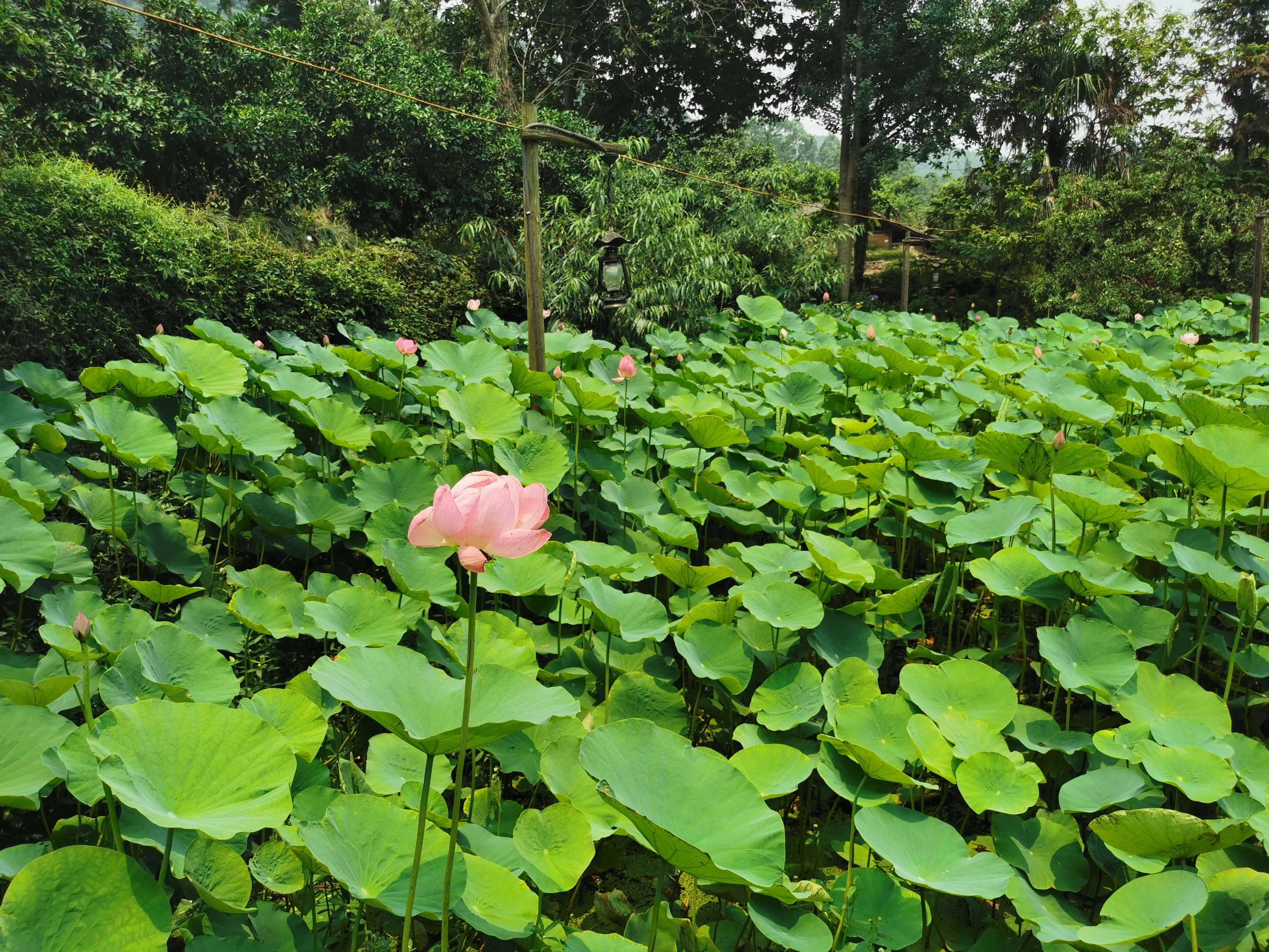 幸福古村