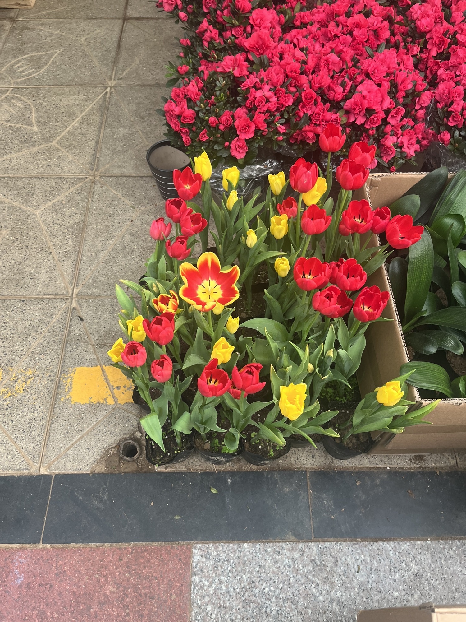 仙寓花卉