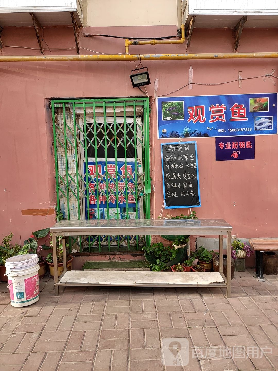观商鱼
