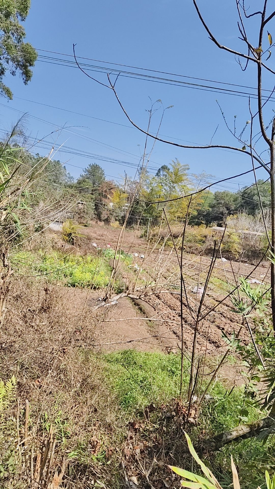 容县县底镇浪漫之都花海风景区